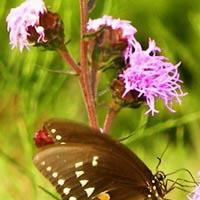 cape-girardeau-conservation-nature-center-gardens-arboretums-mo