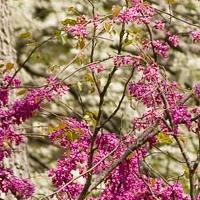 mcAlester-arboretum-in-columbia-mo-gardens--arboretums-mo