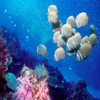 scuba-explorers-scuba-diving-in-mo