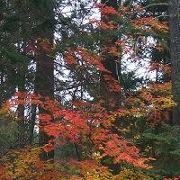 capaha-park-mo-gardens-arboretums-mo