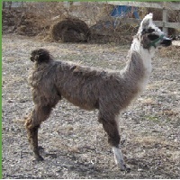 eagle-eye-alpaca-and-llama-haven -farm-animal-parties-mo
