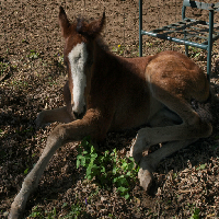 saddle-creek-horses-mo-farm-animal-party