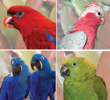 wings-of-love-mo-exotic-animal-parties