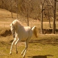 hay-hollow-stables-horseback-riding-in-mo